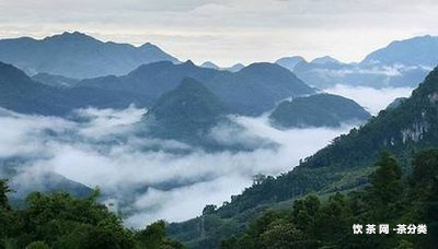 普洱茶和云霧茶