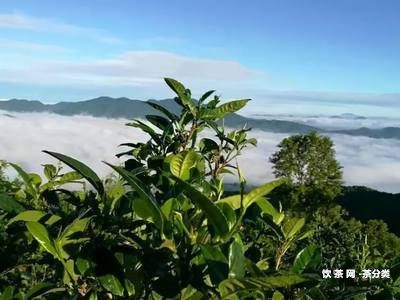 西雙版納普洱茶象雕