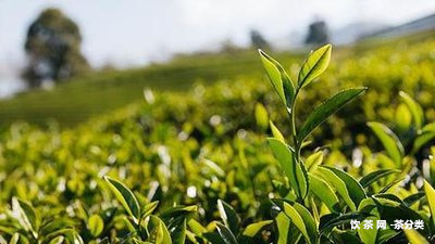 鳳凰窩茶多少錢一公斤