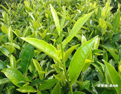 麻栗坡茶葉有名嗎？介紹麻栗坡古樹(shù)普洱茶的特點(diǎn)、口感及產(chǎn)區(qū)簡(jiǎn)介。