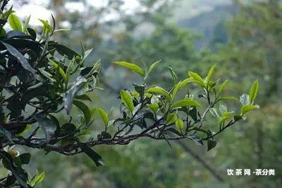 普洱野鴨湖普洱茶小鎮(zhèn)與濕地公園，洱海野鴨，云南野鴨湖的位置及景點(diǎn)介紹