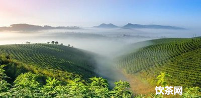 普洱茶這么便宜？普洱茶葉怎么買