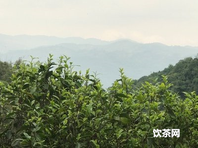 倒生根普洱茶的含義及品質(zhì)怎樣？ - 倒生根普洱茶什么意思呀，怎么樣？公園圖片和官網(wǎng)介紹