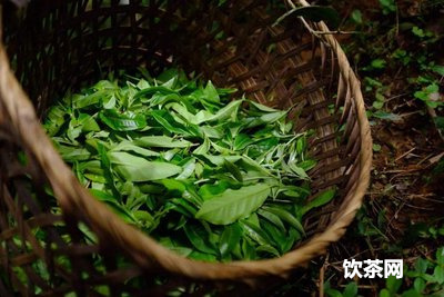 黑茶和綠茶能一起