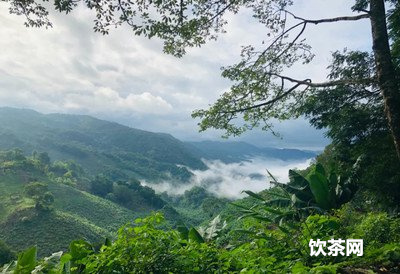 普洱茶有雌激素嗎？營養(yǎng)與副作用全面解析