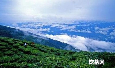 平陽黃茶一盒多少  平陽黃湯是紅茶還是綠茶