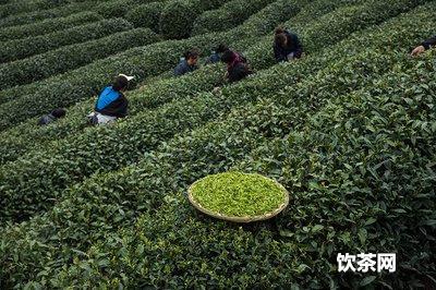 西湖龍井茶種植基地