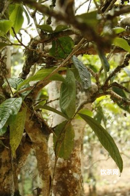 安溪茶葉好處_安溪茶怎么樣