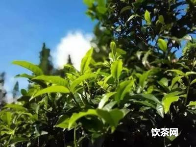 泡完的茶葉有什么用？泡完的茶葉叫什么名字