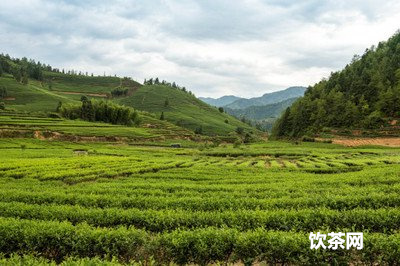 有貨源 怎么開(kāi)茶葉店