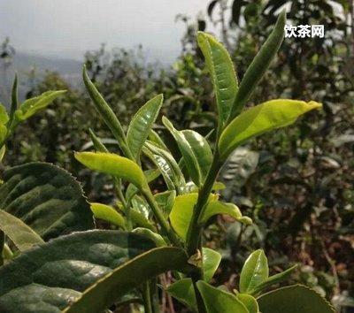 哪家冰島茶廠的茶葉正宗又好喝？