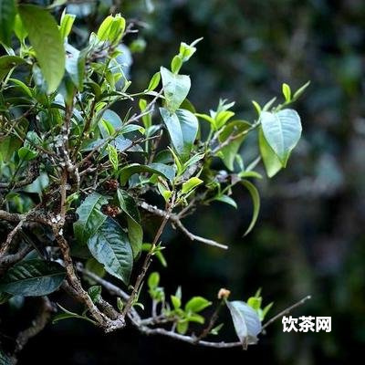 太黃的龍井茶葉