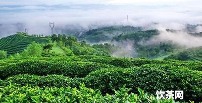 普洱古樹茶葉片