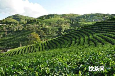 問(wèn)龍井茶葉新茶與舊茶的比較