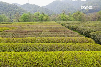 云南茶葉交易市場(chǎng)，云南茶葉交易市場(chǎng)有哪些