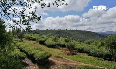 洞頂烏龍茶價格表_洞頂烏龍茶和鐵觀音的差別