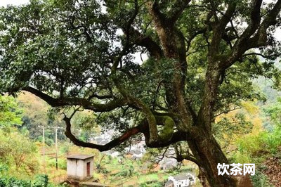 高山綠茶與平地綠茶的區(qū)別