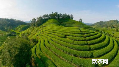 用普洱茶水煮壺，用茶壺泡普洱茶的沖泡 