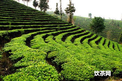 黑烏龍茶 普洱茶