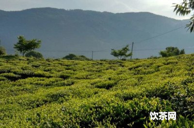 普洱茶泡的濃了，普洱茶泡濃了可以兌開(kāi)水嗎