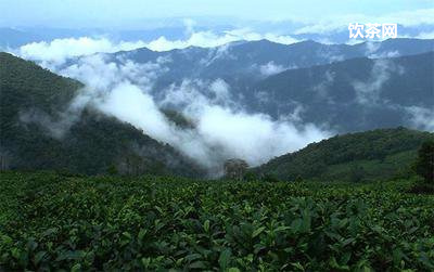 蘭馨毛峰荼價(jià)格_蘭馨遵品一號(hào)雨前毛尖茶