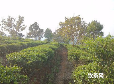 冠突散囊菌發(fā)酵液的抑菌作用，冠突散馕菌