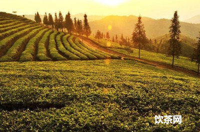 普洱茶茶餅多少錢一塊？價格及購買方法