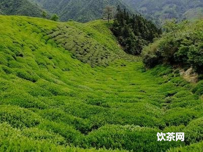 花茶沏茶的水溫  花茶沏茶的水溫是多少