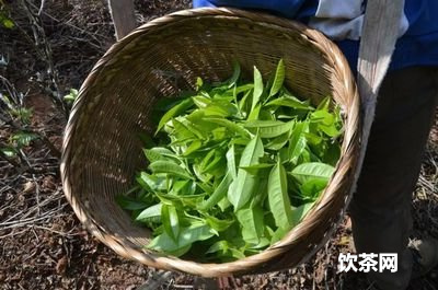 安吉白茶過了保質(zhì)期