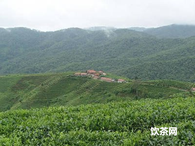 普洱茶跑出來(lái)有一程油，普洱茶起油光