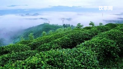 武夷巖茶是烏龍茶嗎？武夷巖茶是烏龍茶嗎為什么