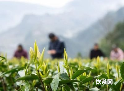 開古袋泡龍井茶