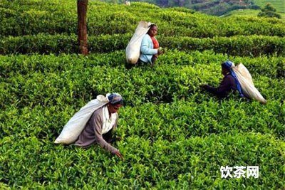 老鐵茶葉泡法  老鐵茶葉的功效與作用