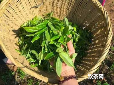 40年六堡茶多少錢一斤？價值怎樣？年份對價格有作用嗎？