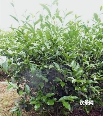 布朗七味普洱茶的功效、口感和357克餅價(jià)格