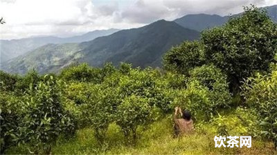 福鼎白茶茶怎么  的？福鼎白茶茶怎么  的好喝