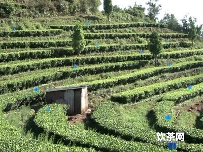 班章金芽熟茶價格及品牌介紹