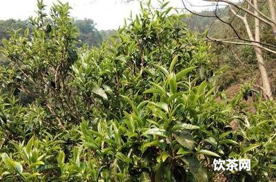 75年小黃印普洱茶價格