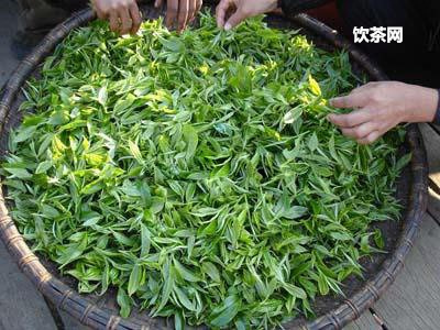 毛尖茶葉過了保質(zhì)期能喝嗎？毛尖茶葉過了保質(zhì)期能喝嗎能放多久