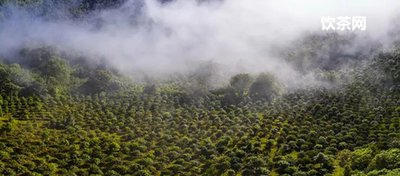 云南產(chǎn)茶地區(qū)地圖