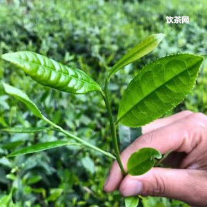 普洱茶金融茶：價(jià)格、騙局、有哪些？即將迎來巔峰！