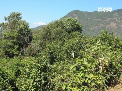 勐海縣裕元茶廠班章古樹茶，14年老班章價格，3000克老班章，官網(wǎng)