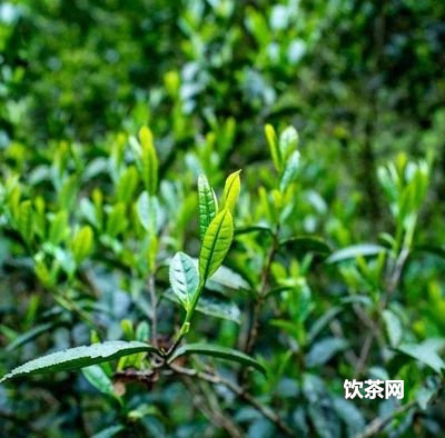 新會(huì)柑每年的產(chǎn)量及畝產(chǎn)量情況