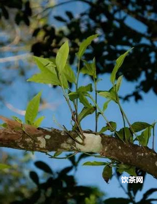 西湖龍井茶哪個品牌好？西湖龍井茶哪個品牌好一點