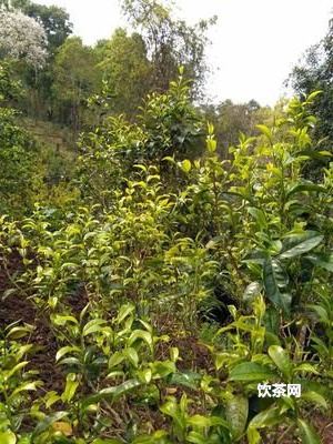 地界普洱茶特點(diǎn)  地界普洱茶生茶