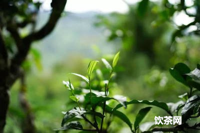 瀾滄古茶昔歸熟茶口感與昔歸古樹普洱茶的2019價格，云南臨滄昔歸茶