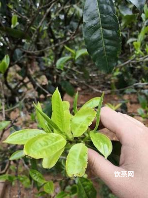 白茶茶葉里有黑色蟲(chóng)子，白茶里邊有蟲(chóng)子