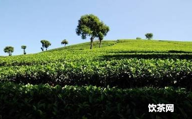 金花普洱茶多少一斤