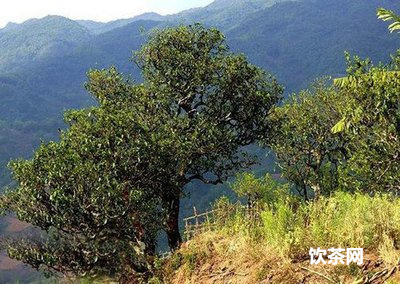 武夷山茶葉生產地址