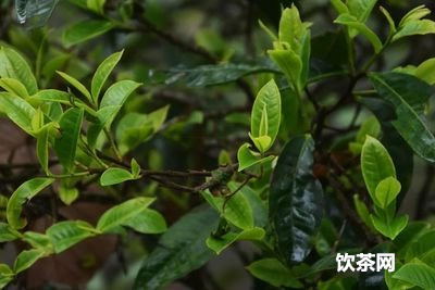 綠茶沏茶  